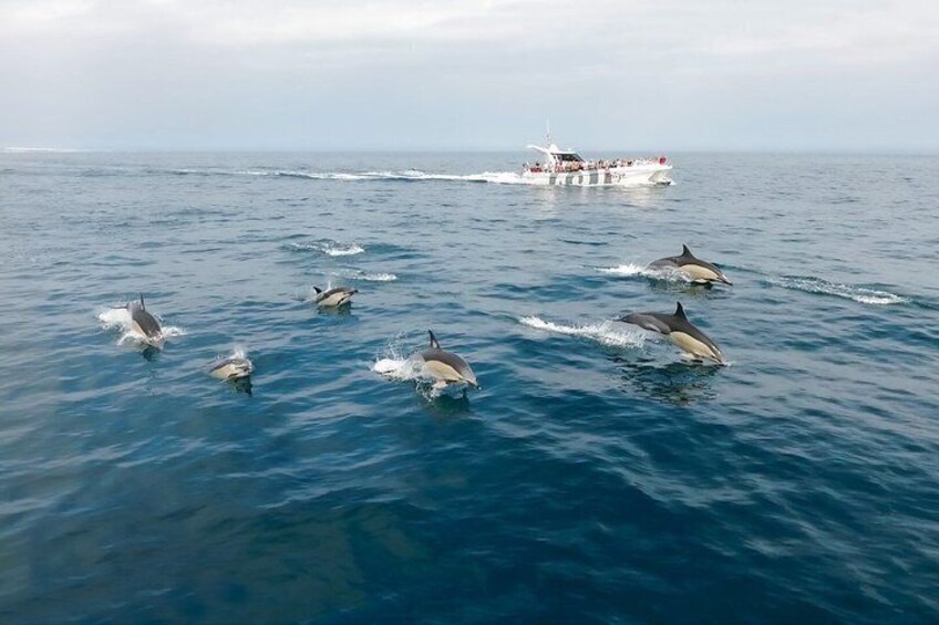 Dolphins swimming in the ocean with a boat in the background. 3