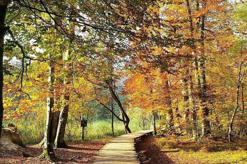 A forest path with trees displaying autumn foliage. 4