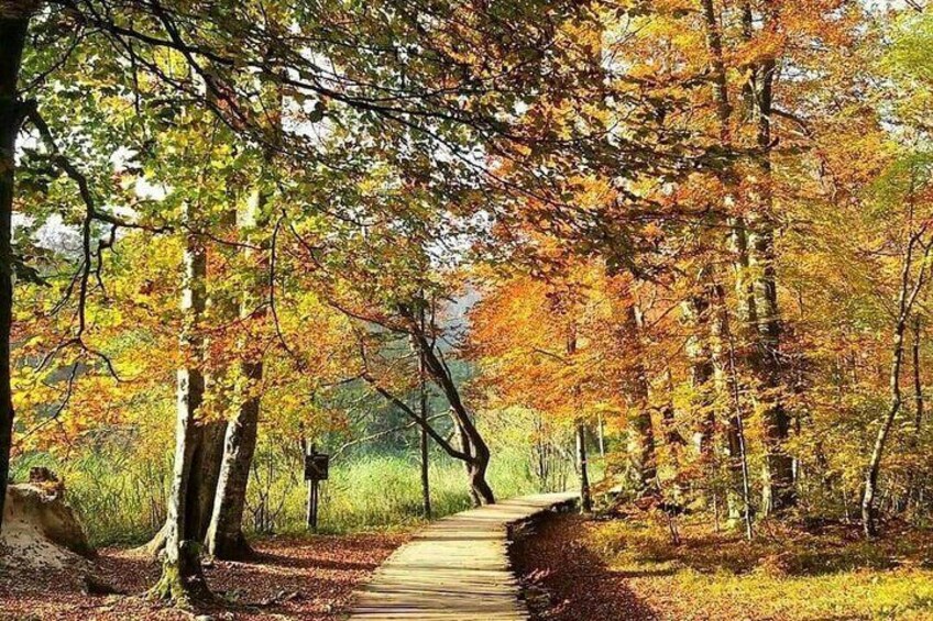 A forest path with autumn foliage. 4