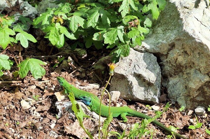 A green lizard on a rocky ground with dry leaves and green plants. 2