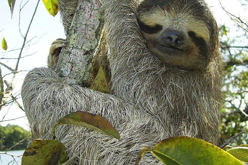 A sloth clinging to a tree branch. 4