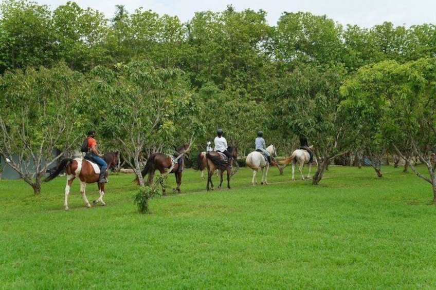 1 Hour Beginner Horse Riding Experience in Chiang Mai 4