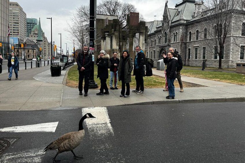 A goose crossing a street, people standing on the sidewalk, and a historic building in the background. 3