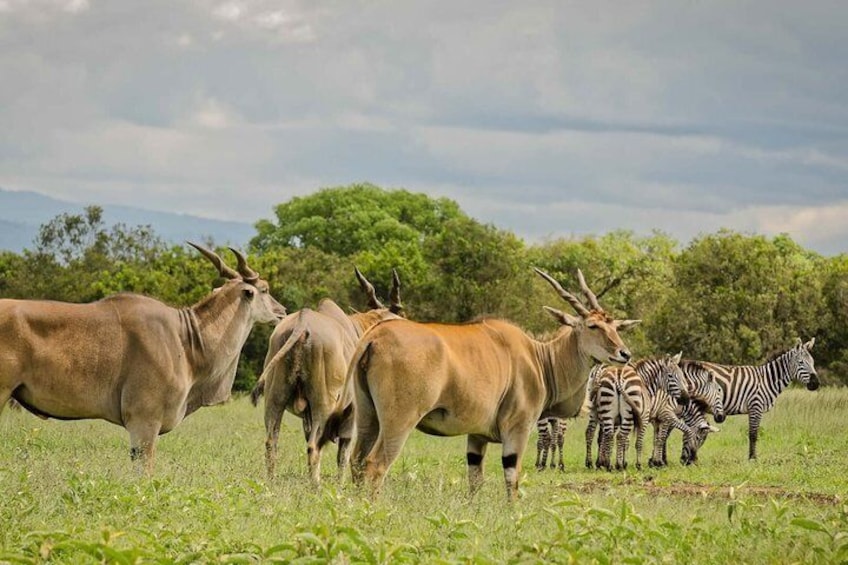 A herd of antelopes and zebras in a grassy field with trees in the background. 3