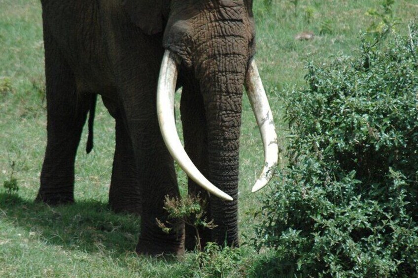An elephant with tusks standing in a grassy field with bushes. 4