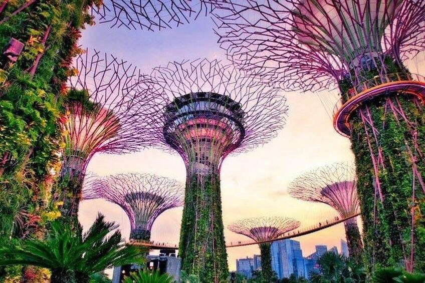 Singapore Nocturnal Night Cruise , Garden Rhapsody & Spectra 1