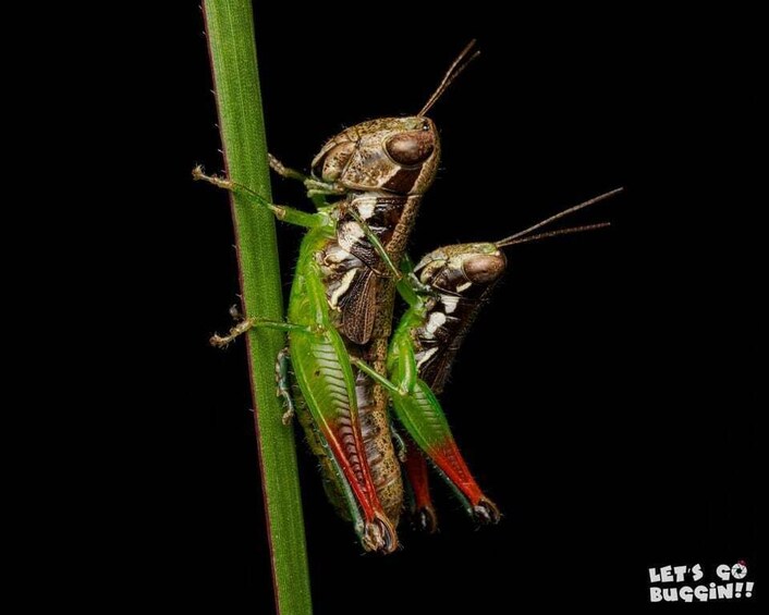 Two grasshoppers on a green plant stem. 2