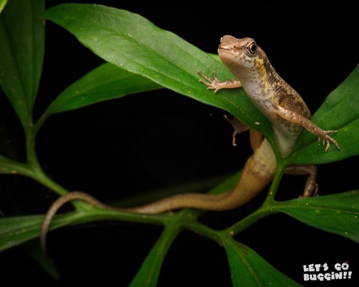 A gecko on a green leaf against a black background. 2