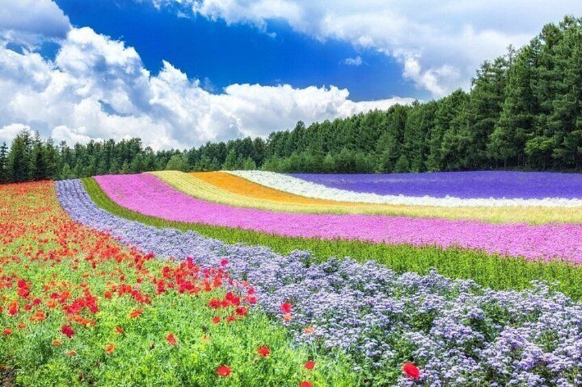 A field of flowers with distinct color bands and a forest in the background. 2