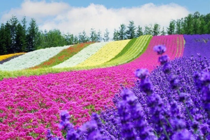 Hokkaido Farm Tomita, Shikisai Oka, Waterfall, Blue Pond Day Tour 4