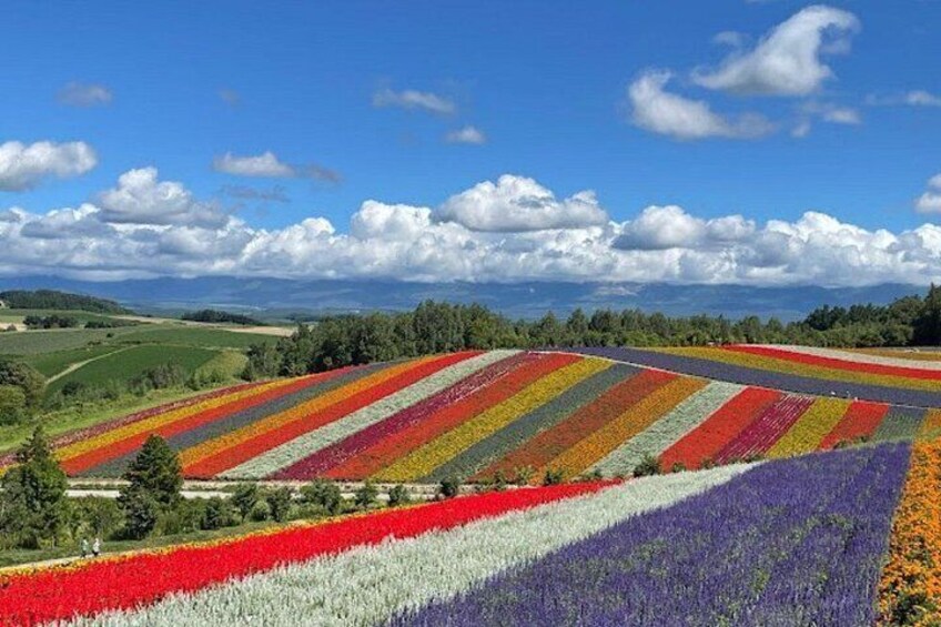 A landscape with colorful flower fields and a clear blue sky. 3