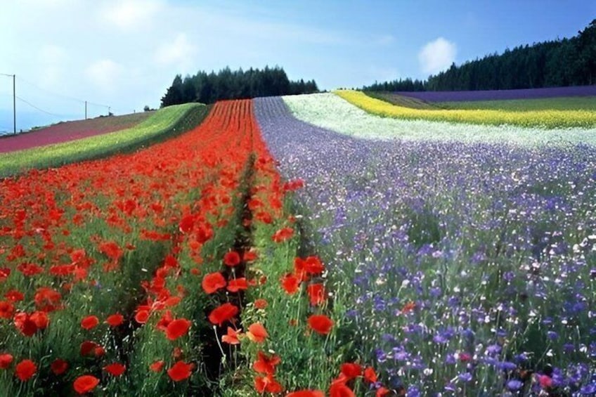 Hokkaido Farm Tomita, Shikisai Oka, Waterfall, Blue Pond Day Tour 5
