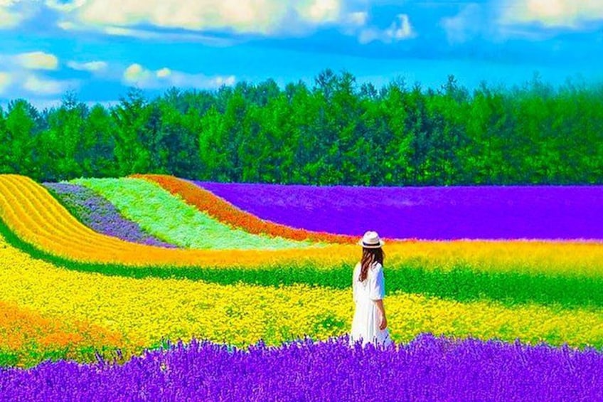 A person standing in a field of flowers with distinct color bands. 1