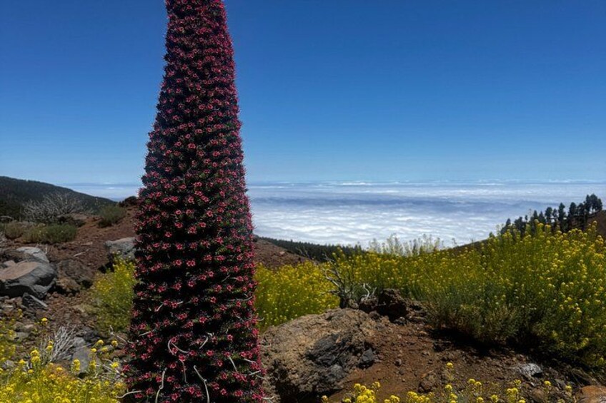 A tall cactus with pink flowers, a rocky terrain, and a clear blue sky. 3