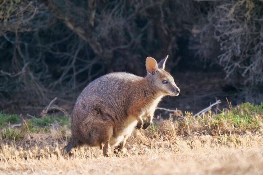 2 Day Overnight Kangaroo Island package 5