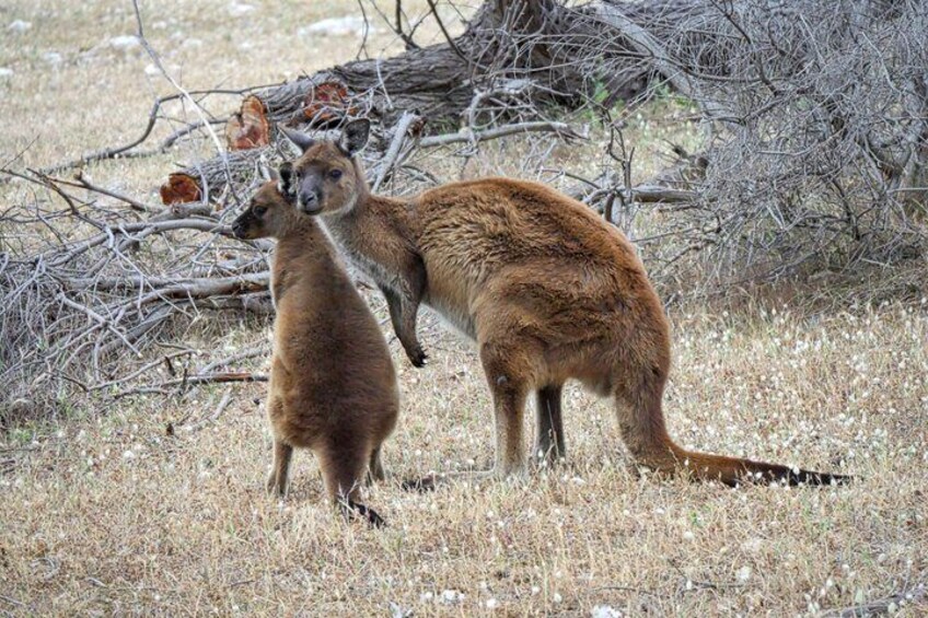 2 Day Overnight Kangaroo Island package 3