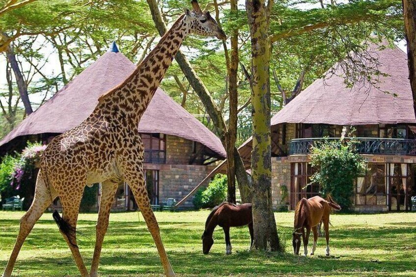 Day Trip To Crescent Island Game Park- Lake Naivasha 2