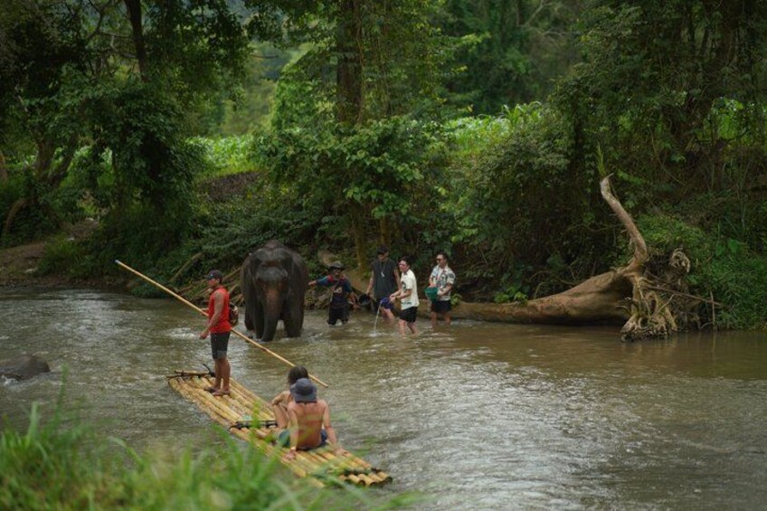 A river with people on a boat, an elephant, and a fallen tree. 4
