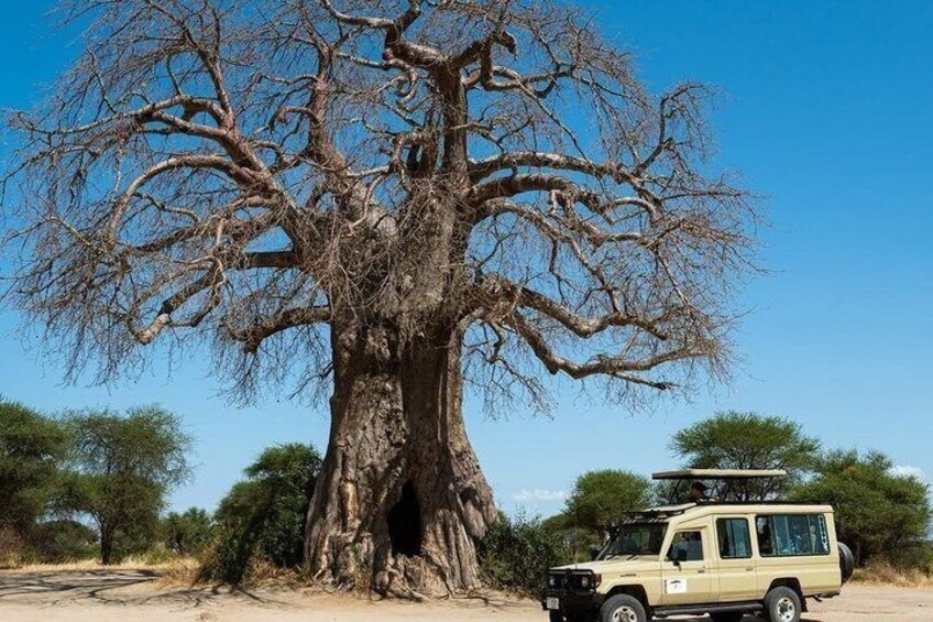 A large baobab tree with a vehicle parked nearby. 4