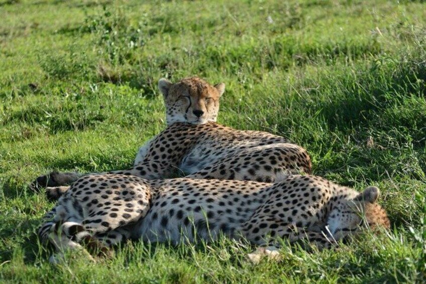 Three cheetahs resting in a grassy field. 3