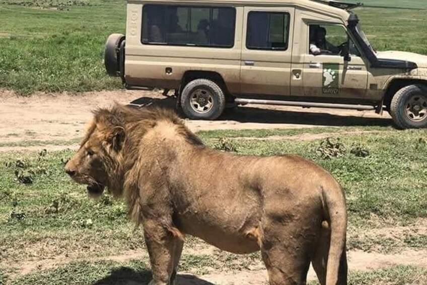 A lion standing on a dirt path with a vehicle in the background. 2