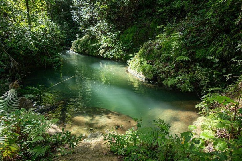 A river surrounded by dense green foliage. 5