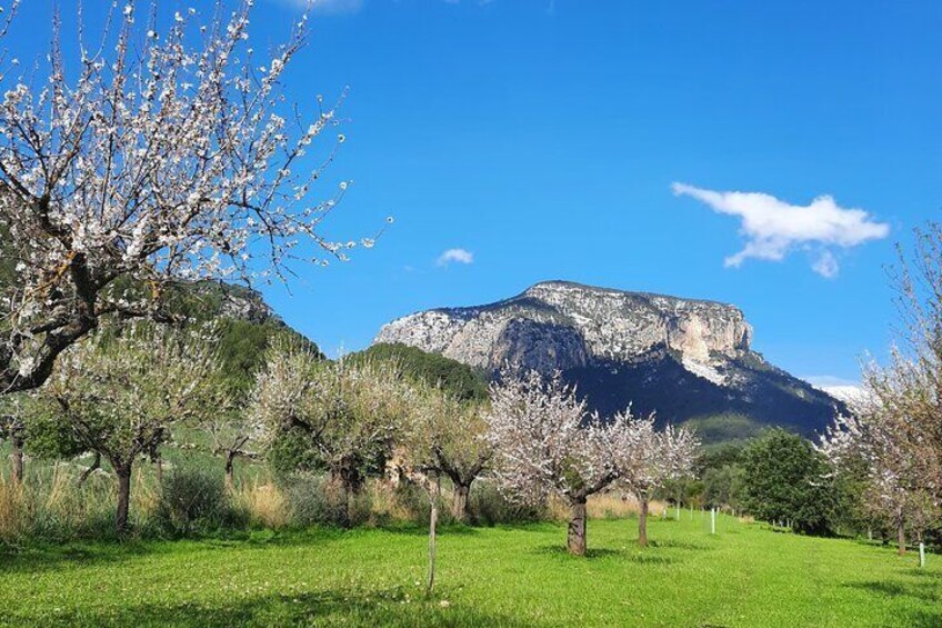 Mallorca Almond Blossom Tour by Minibus incl. pick up South Coast 5