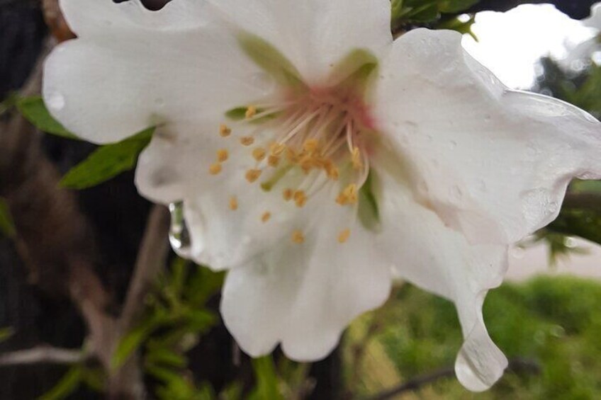 Mallorca Almond Blossom Tour by Minibus incl. pick up South Coast 3
