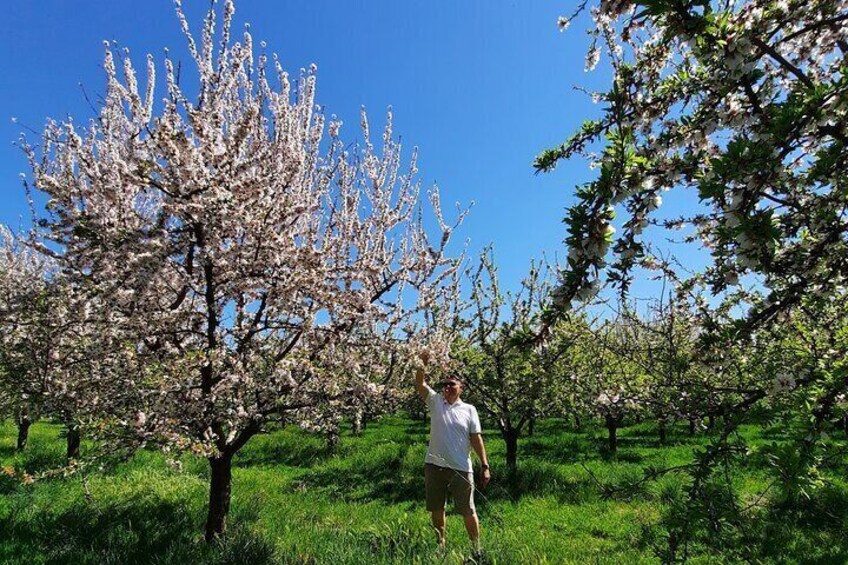 Mallorca Almond Blossom Tour by Minibus incl. pick up South Coast 1