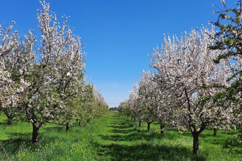 Mallorca Almond Blossom Tour by Minibus incl. pick up South Coast 2