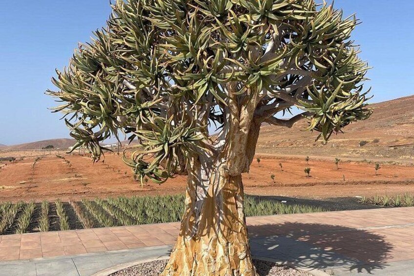 A large, uniquely shaped tree with twisted branches in a landscaped area with terraced fields in the background. 2