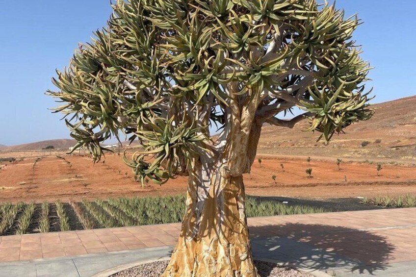 Unpacked West Coast Tour AjuyCaves AloeVeraFarm and More 2