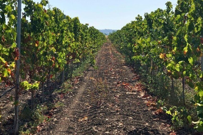 Vineyard Tour Wine Tasting and Brunch Near Siracusa 3