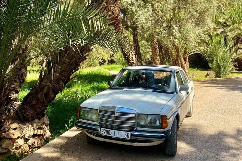 A silver Mercedes-Benz parked on a paved path surrounded by palm trees and greenery. 5