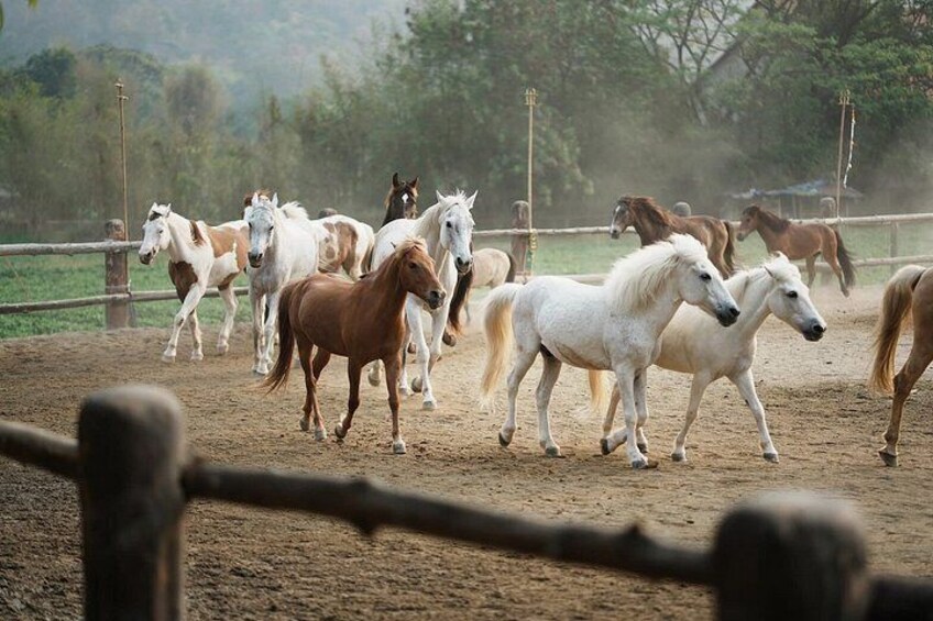 A group of horses running in a fenced area. 4