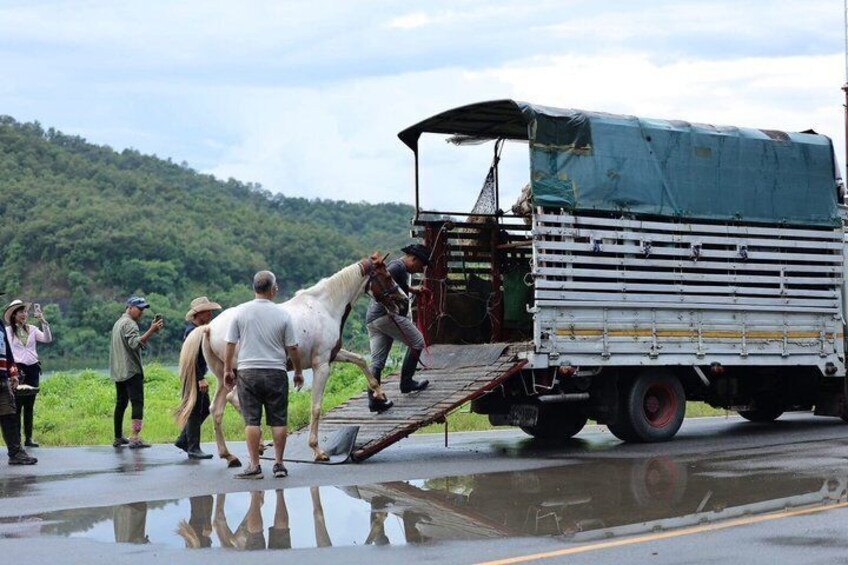 Chiang Mai Horse Riding Experience with Scenic Countryside Views 2