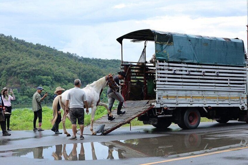A group of people assisting a horse to climb onto a truck. 2