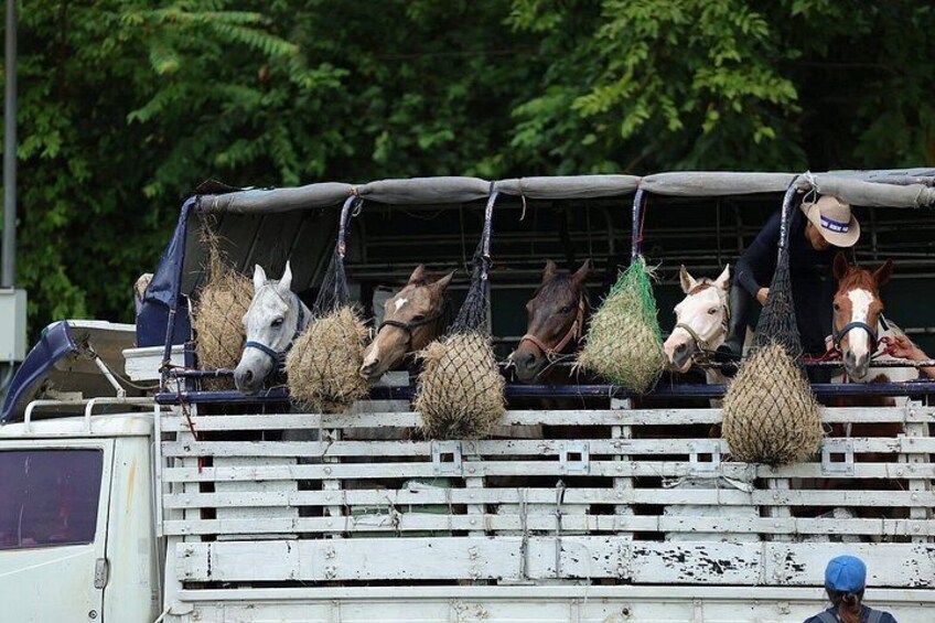 A truck with hay bales and horses. 3