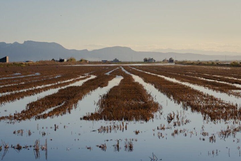 Private Albufera Tour with Boat Trip 3