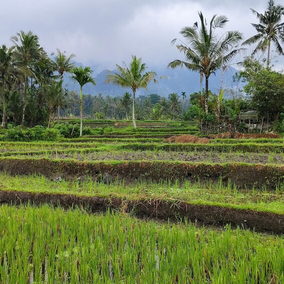 Picture 16 for Activity From Amed: Cultural Museum Tour, Rice Field, Holy Waterfall 4