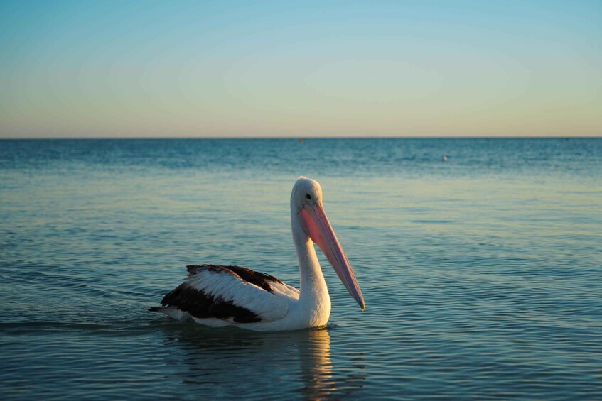 Picture 20 for Activity Broome to Perth 10-Day Tour via Karijini Ningaloo & Kalbarri 5
