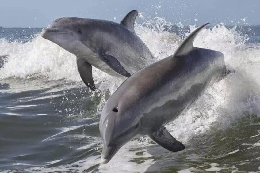 Wild Dolphin Tours and Sunset Cruises in Outer Banks, NC 4