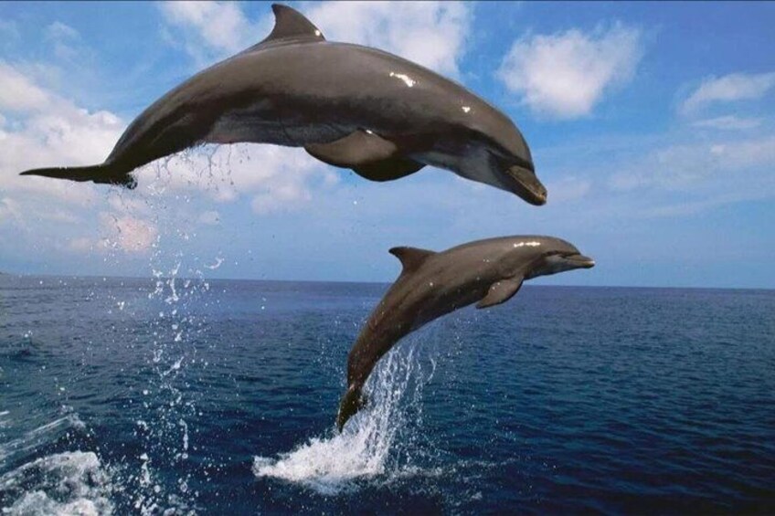 Two dolphins leaping out of the ocean. 3