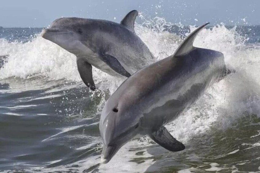 Two dolphins leaping out of the water. 2