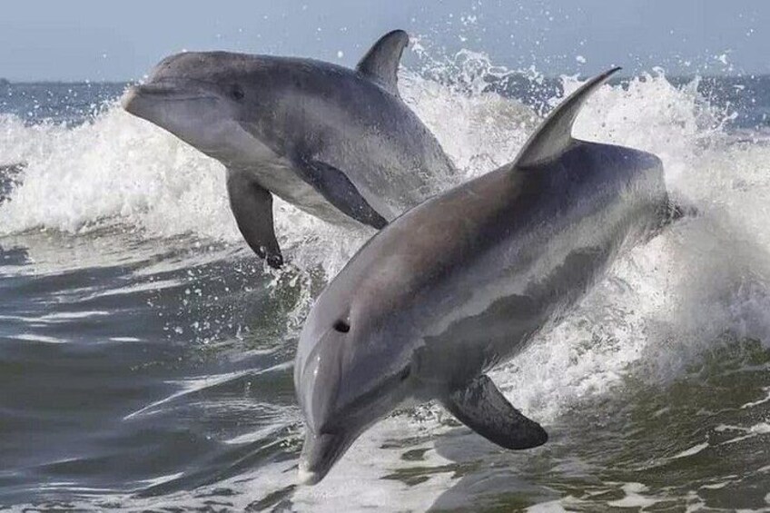 Two dolphins leaping out of the water. 2