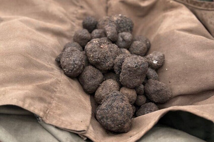 Truffle hunting near Rome with 7-course lunch 3