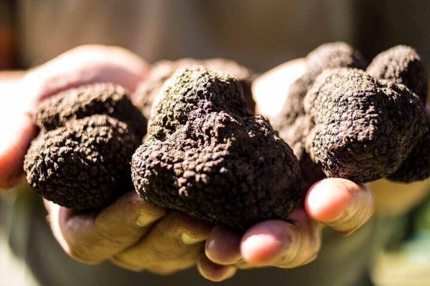 Truffle hunting near Rome with 7-course lunch 1