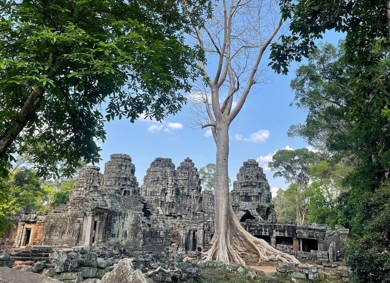 A large ancient tree in front of a temple with multiple towers. 4