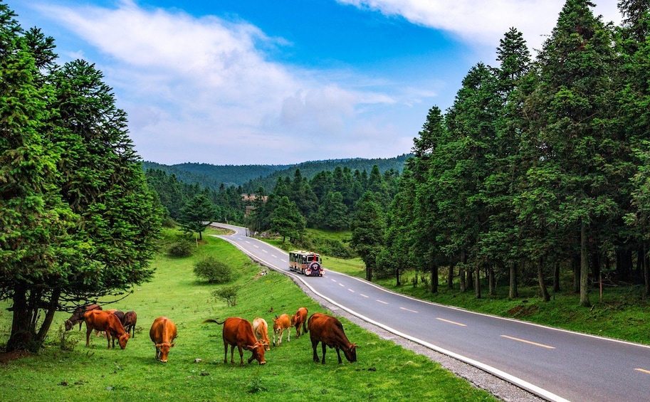 A road with a bus and cows grazing on the side. 3