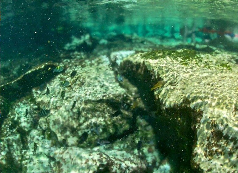 Akumal: Snorkeling and Boat Ride Experience 1